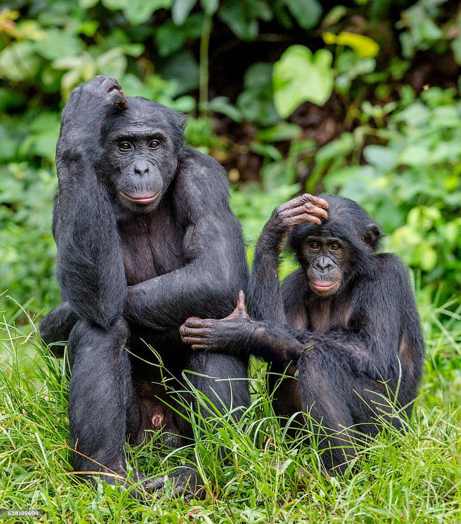 Bonobo
