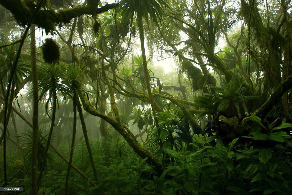 Nature