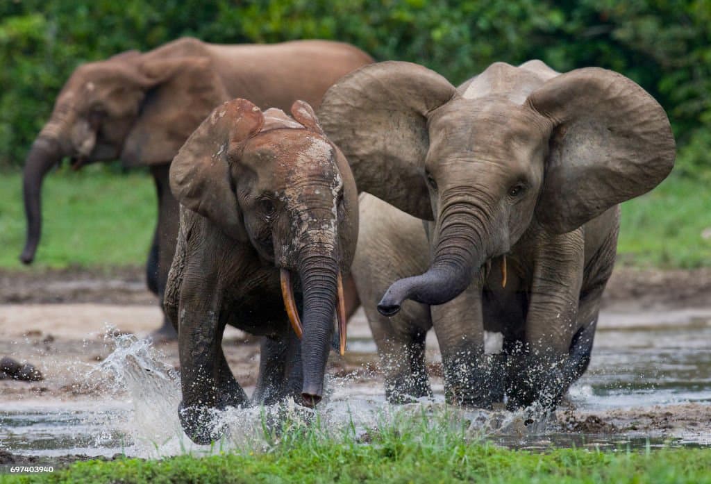 Forest Elephant