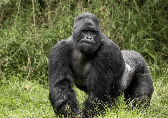 Mountain Gorilla